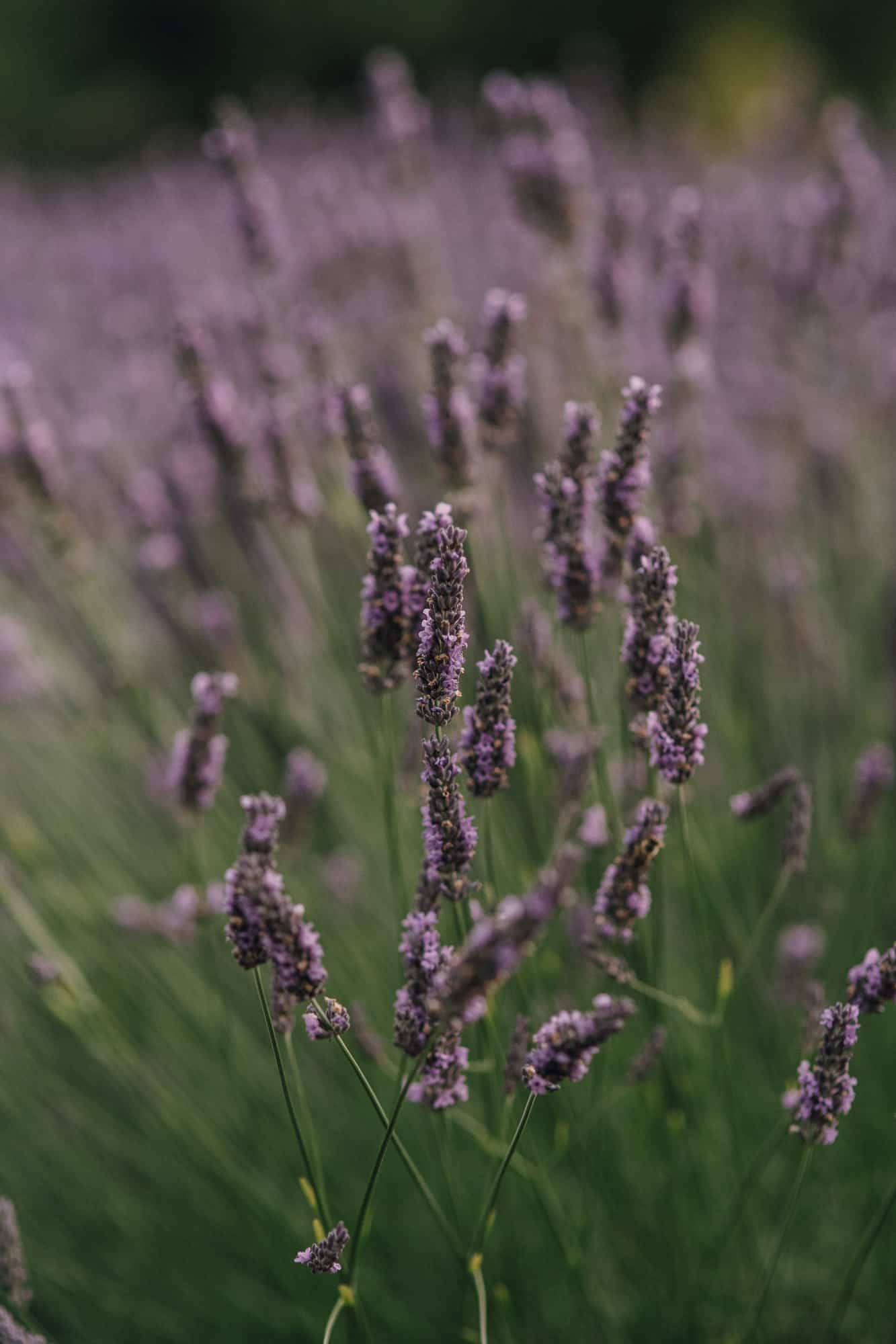 Bilston Creek Farm Engagement Weddings Photos Lavender Farm Victoria BC-1