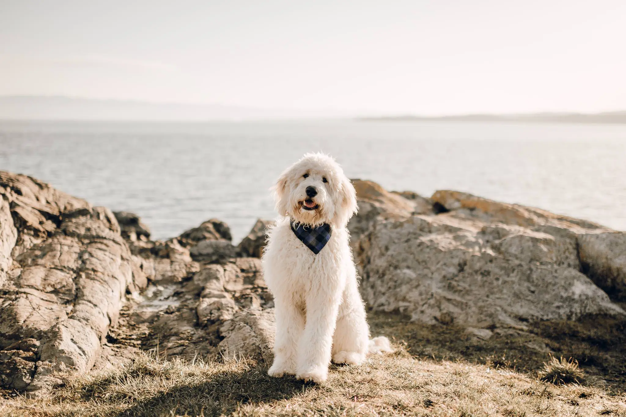 Professional Photographer Victoria BC Vancouver BC Saxe Point Park Engagement-06