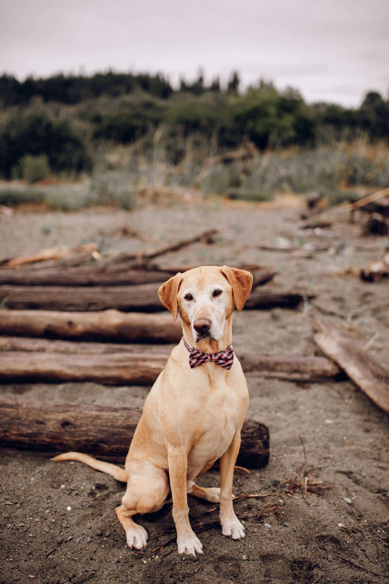 Vancouver Island Wedding Photographers Elopement Photography-1