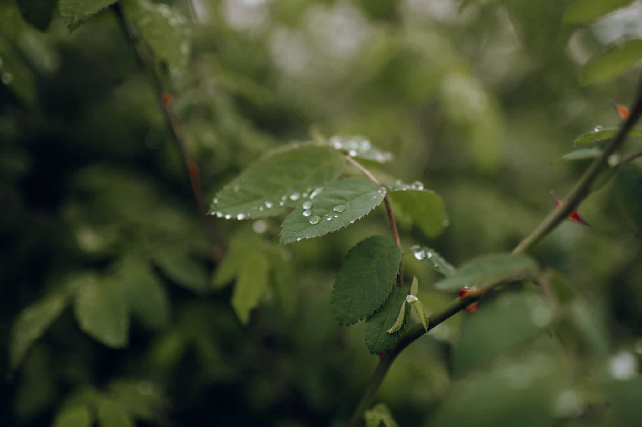 Vancouver Island Wedding Photographers Elopement Photography-1