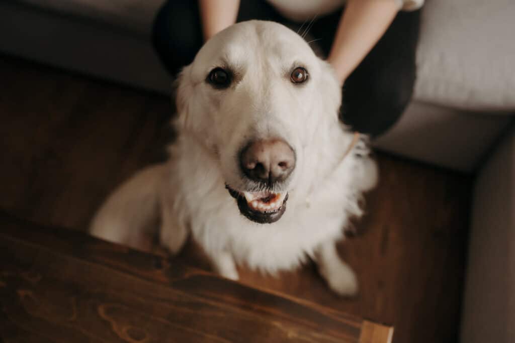 Newborn Photography St. John's NL Photographer Babies In-Home With Pets